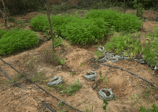 O atributo alt desta imagem estÃ¡ vazio. O nome do arquivo Ã© maconha-oroc%C3%B3.jpg